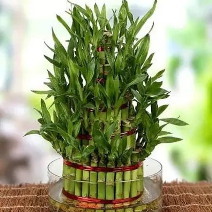 Lucky Bamboo Arrangement